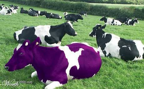 :DDD purple cow...