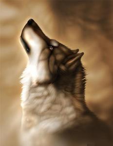 A brown wolf :)