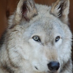  Lucas Lucas, a Great Plains subspecies of the gray wolf, was born on April 28, 1993. Living w