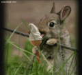 Bunny eating ice cream cone - ice-cream photo