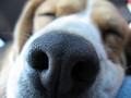 Dogy nose - puppies wallpaper