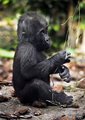 Gorilla - monkeys photo