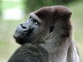 Gorilla - monkeys photo