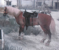 Horse Breeds - red-dead-redemption screencap