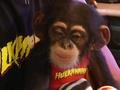 Hulkmania ;) - monkeys photo