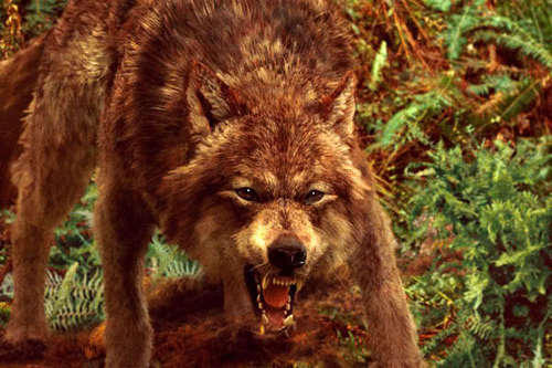 Jacob, wolf form