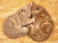 cats - Just Love wallpaper