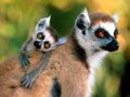 Lemurs - monkeys photo