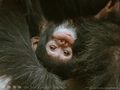 Little monkey  - monkeys photo