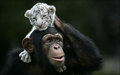 Monkey and litlle tiger. So cute :) - monkeys photo