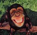 SMILE :D - monkeys photo