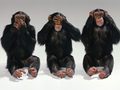 See no evil, hear no evil, speak no evil - monkeys photo