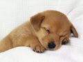 puppies - Sleeping dogy wallpaper