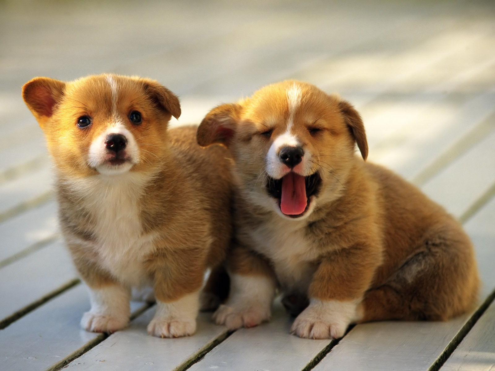 Cute Dogs Puppies