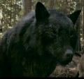 twilight-series -  Werewolves  screencap