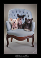 Chinese Crested Family Portrait - all-small-dogs photo