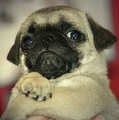 Cute Pug.! - pugs photo