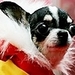 All wrapped up :) - chihuahuas icon