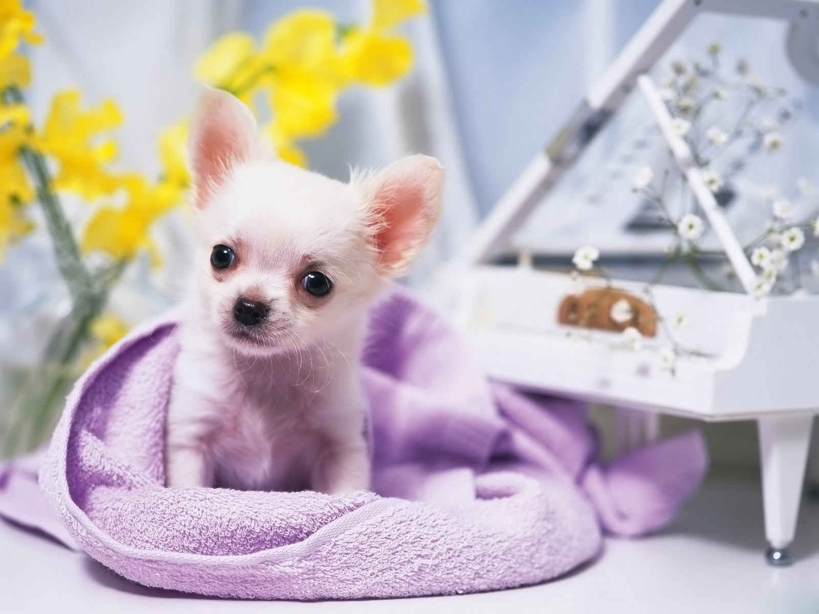Chihuahua - All Small Dogs Wallpaper (14929827) - Fanpop
