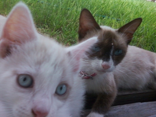  my kitten sally and cat jessica
