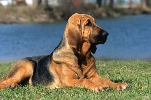  Bloodhound anjing, anak anjing