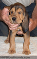 Bloodhound Puppy - dogs photo