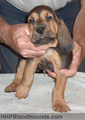 Bloodhound Puppy - dogs photo