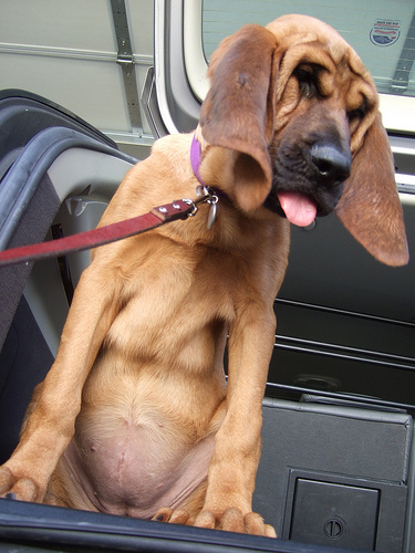  Bloodhound щенок