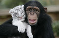 Chimp and White Tiger - animals photo