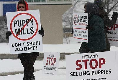  Stop puppy Mills :(