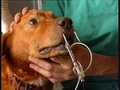WE MUST HELP PUT A STOP TO THIS !! - against-animal-cruelty photo