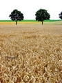 Wheat Fields 7things© - photography photo