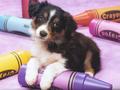 puppies - A cutie <3 wallpaper