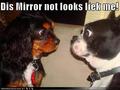 Cute'n'funny :D - dogs photo