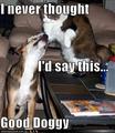 Cute'n'funny :D - dogs photo