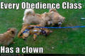 Every obedience class has a clown :D - puppies photo