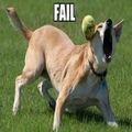 Fail !! - dogs photo