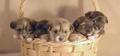 Five puppies in a Basket :) - puppies photo
