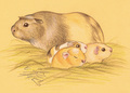 Guinea Pigs - guinea-pigs fan art