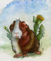 Guinea Pigs - guinea-pigs fan art