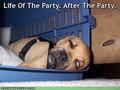 Life of the party,After the party :D - puppies photo