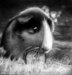 goth Guinea pig... Well, the pic made look goth XD - guinea-pigs icon
