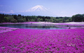 japanese landsape - beauty photo