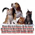 Stop Animal Abuse - against-animal-cruelty photo
