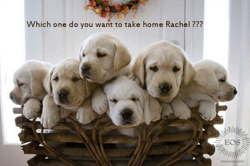  Which one would 당신 like to take 집 Rachel ?