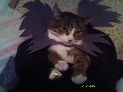 my cat dressed as Death Note charictors!