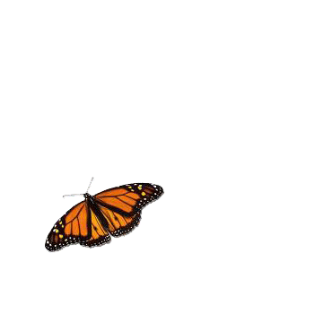 con bướm, bướm