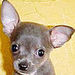Cutie :) - chihuahuas icon