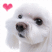Doggy Icons^^ - dogs icon
