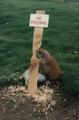 Funny Zoo Signs - random photo